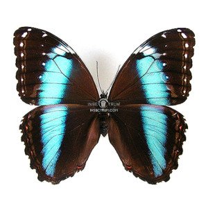 MORPHO ACHILLES